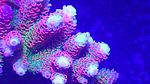 korallen (17)